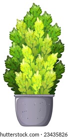 A decorative houseplant on a white background 