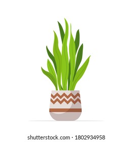 decorative houseplant planted in ceramic pot garden potted plants isolated vector illustration