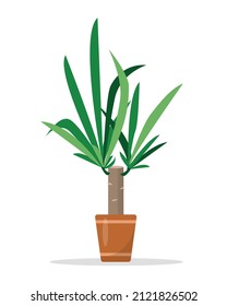Decorative houseplant Yucca tree in flower pot isolated. Common yucca, filamentosa, aloifolia, aloe yucca, dagger plant. Flat or cartoon icon vector illustration for home decor and botanical design.