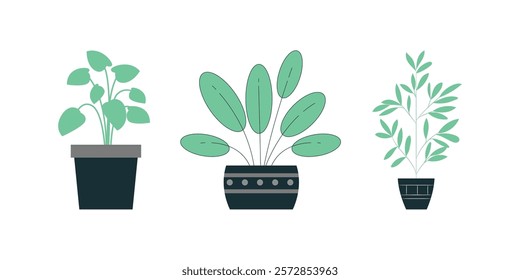 Decorative houseplants in pots. Indoor plants in flower pot, vases, basket for interior isolated on white background. Decorative indoor houseplants in pots, vases, and baskets for home decor, isolated