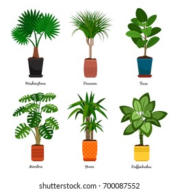 Decorative houseplants in pots vector illustration. Florist indoor palm trees and interior flowerpots like washingtonia and dracaena, monstera and yucca