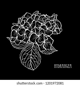 Decorative hydrangea  flowers, design elements. Can be used for cards, invitations, banners, posters, print design. Floral background in line art style