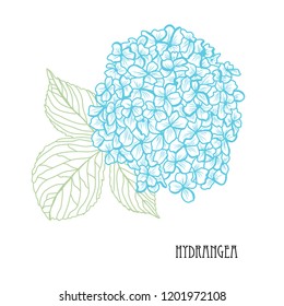 Decorative hydrangea  flowers, design elements. Can be used for cards, invitations, banners, posters, print design. Floral background in line art style