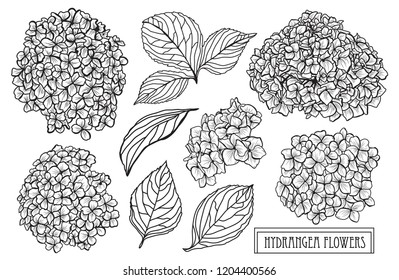 Decorative hydrangea  flowers set, design elements. Can be used for cards, invitations, banners, posters, print design. Floral background in line art style