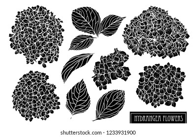 Decorative hydrangea flowers set, design elements. Can be used for cards, invitations, banners, posters, print design. Floral background in line art style