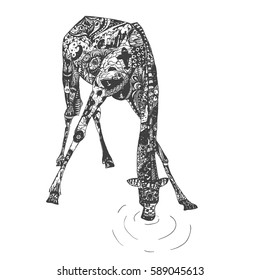 Decorative illustration of patterned giraffe drinking water. Isolated on white background.Vector hand drawn black and white Illustration.Coloring page.
