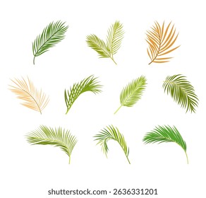 A decorative illustration set of palm leaves in various shapes and styles, perfect for tropical themes, summer designs, nature decor, and botanical visuals.