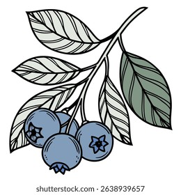 Decorative illustration showcasing a blueberry branch with leaves, accented by a bold outline on transparent background, perfect for botanical designs.