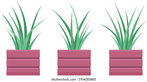 Decorative indoor evergreen plant in long narrow lilac pot for interior decoration isolated on white