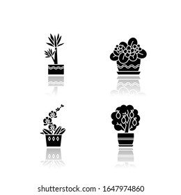 Las plantas interiores decorativas dejan caer los iconos de los glifos negros en la sombra. Hogares. Plantas domesticadas. Orquídea, yuca. Árbol de cítricos miniatura, violeta africana. Ilustraciones vectoriales aisladas en el espacio blanco