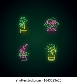 Decorative indoor plants neon light icons set. Houseplants. Domesticated plants. Orchid, yucca. Citrus tree, African violet. Signs with outer glowing effect. Vector isolated RGB color illustrations