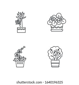 Decorative indoor plants pixel perfect linear icons set. Houseplants. Orchid, yucca. African violet. Customizable thin line contour symbols. Isolated vector outline illustrations. Editable stroke