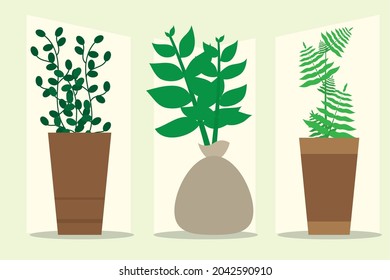plantas interiores decorativas en conjunto de ollas