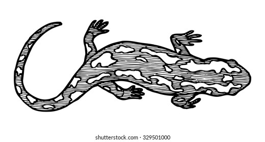 Decorative ink drawing of fire salamander. Lizard vector tattoo