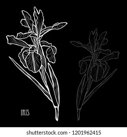 Decorative iris flowers, design elements. Can be used for cards, invitations, banners, posters, print design. Floral background in line art style