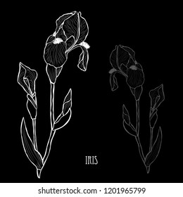 Decorative iris flowers, design elements. Can be used for cards, invitations, banners, posters, print design. Floral background in line art style