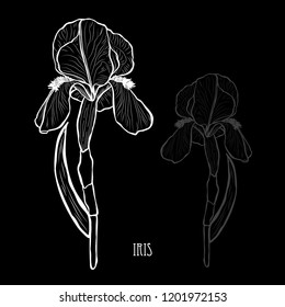 Decorative iris flowers, design elements. Can be used for cards, invitations, banners, posters, print design. Floral background in line art style