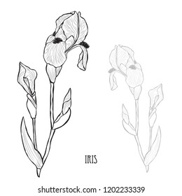 Decorative iris flowers, design elements. Can be used for cards, invitations, banners, posters, print design. Floral background in line art style
