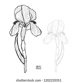 Decorative iris flowers, design elements. Can be used for cards, invitations, banners, posters, print design. Floral background in line art style