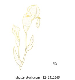 Decorative iris flowers, design elements. Can be used for cards, invitations, banners, posters, print design. Golden flowers