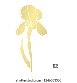 Decorative iris flowers, design elements. Can be used for cards, invitations, banners, posters, print design. Golden flowers
