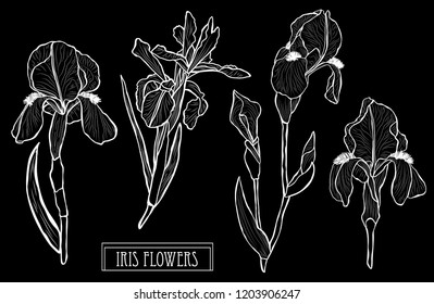 Decorative iris flowers set, design elements. Can be used for cards, invitations, banners, posters, print design. Floral background in line art style