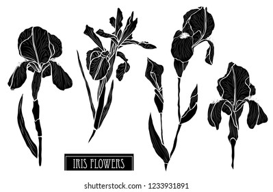 Decorative iris flowers set, design elements. Can be used for cards, invitations, banners, posters, print design. Floral background in line art style