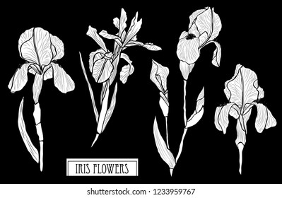 Decorative iris flowers set, design elements. Can be used for cards, invitations, banners, posters, print design. Floral background in line art style