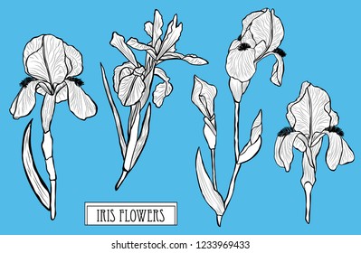 Decorative iris flowers set, design elements. Can be used for cards, invitations, banners, posters, print design. Floral background in line art style