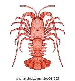 Decorative isolated crayfish on white background . Vector illustration. No gradients.