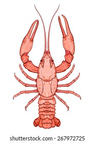 Decorative isolated crayfish on white background . Vector illustration. No gradients.