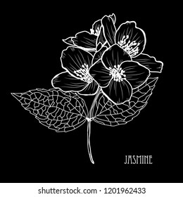 Decorative jasmine  flowers, design elements. Can be used for cards, invitations, banners, posters, print design. Floral background in line art style