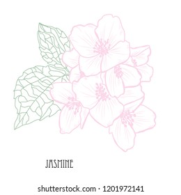 Decorative jasmine  flowers, design elements. Can be used for cards, invitations, banners, posters, print design. Floral background in line art style