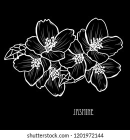 Decorative jasmine  flowers, design elements. Can be used for cards, invitations, banners, posters, print design. Floral background in line art style
