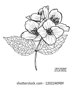 Decorative jasmine  flowers, design elements. Can be used for cards, invitations, banners, posters, print design. Floral background in line art style