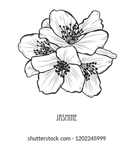 Decorative jasmine  flowers, design elements. Can be used for cards, invitations, banners, posters, print design. Floral background in line art style
