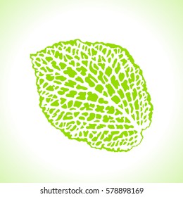 Decorative leaf isolated. Natural detailed macro illustration.