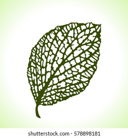 Decorative leaf isolated. Natural detailed macro illustration.