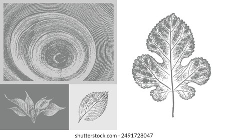 Decorative leaf silhouette prints and wood block prints. Monotone gray and white botanical tree rings impression print.