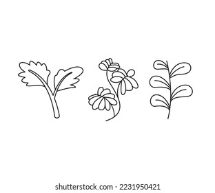 iconos de hojas decorativas conjunto ilustración de línea vectorial