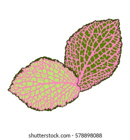 Decorative leaves isolated. Natural detailed abstract illustration.