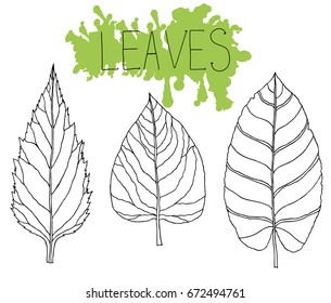 Decorative leaves vector illustration. Hand drawn ink sketch. 