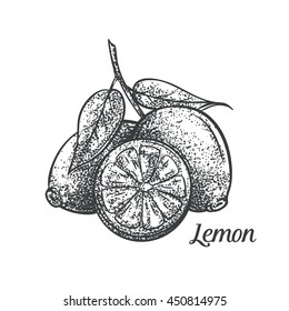 Decorative lemon monochrome vector illustration