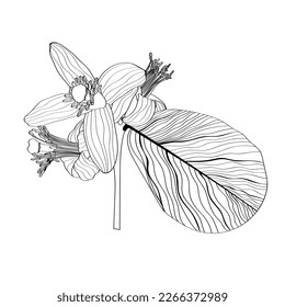 Decorative lemons in bloom with  leaves isolated on white. Tropical flower icon design. Stock illustration.