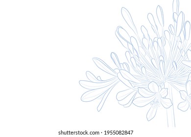 Decorative light background with Agapanthus (Lily of the Nile). Card template design. Vector illustration. svg
