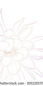 Decorative light background with Dutchman's pipe cactus (Epiphyllum oxypetalum). Cactus flower. Card template design. Vector illustration.