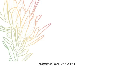 Decorative light background with Leucadendron salignum x laureolum. Card template design. Vector illustration.
