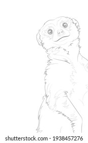 Dekorativer heller Hintergrund mit Meerkat (Suricata suricatta). Kartenvorlagendesign. Vektorgrafik.