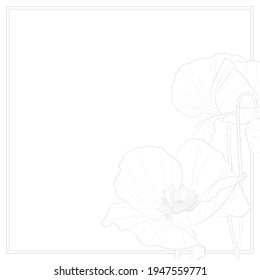 Decorative light background with poppy flowers (Papaver somniferum). Grey outline flowers on white background. Card template design. Vector illustration.