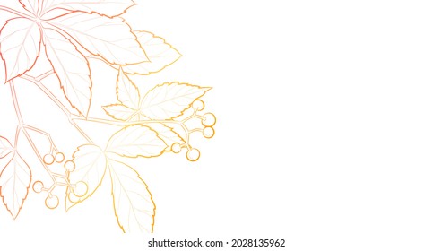 El fondo de la luz decorativa con la virginia creeper. Diseño de plantilla de tarjeta. Ilustración vectorial.